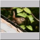 Troglodytes troglodytes - Zaunkoenig 10.jpg